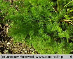 Meum athamanticum (wszewłoga górska)