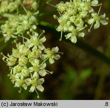 Meum athamanticum (wszewłoga górska)