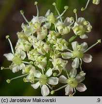 Meum athamanticum (wszewłoga górska)