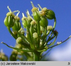 Meum athamanticum (wszewłoga górska)