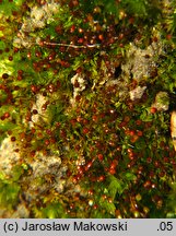 Microbryum davallianum (prątniczek maleńki)