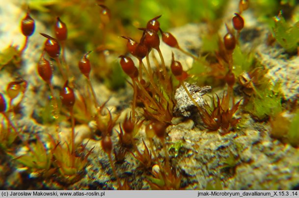 Microbryum davallianum (prątniczek maleńki)