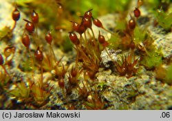 Microbryum davallianum (prątniczek maleńki)