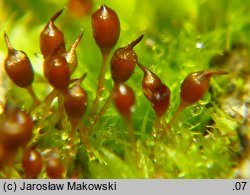 Microbryum davallianum (prątniczek maleńki)