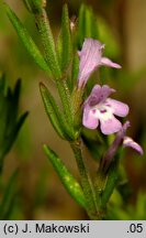 Micromeria juliana (mikromeria lipcowa)