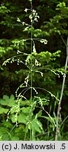 Milium effusum
