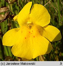 Mimulus guttatus