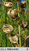 Mimulus guttatus