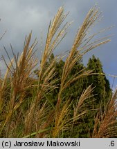 Miscanthus sinensis (miskant chiński)