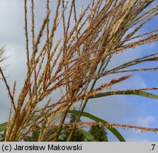 Miscanthus sinensis (miskant chiński)