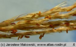 Miscanthus sinensis (miskant chiński)