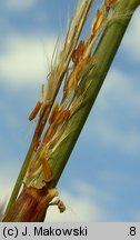 Miscanthus sinensis (miskant chiński)