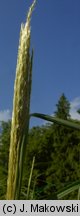 Miscanthus sinensis (miskant chiński)