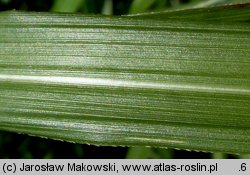 Miscanthus sinensis (miskant chiński)