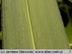 Miscanthus sinensis (miskant chiński)