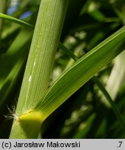 Miscanthus sinensis (miskant chiński)