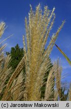 Miscanthus sinensis (miskant chiński)