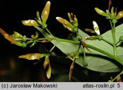 Ailanthus altissima (bożodrzew gruczołowaty)