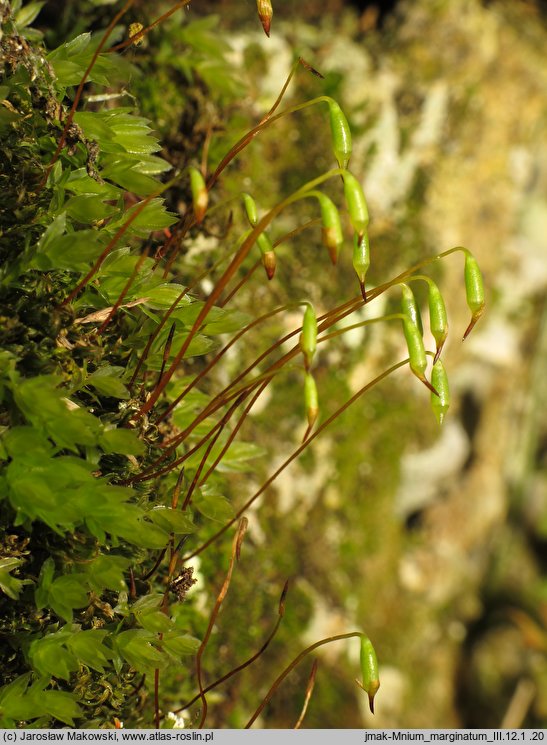 Mnium marginatum (merzyk obrzeżony)