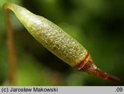 Mnium marginatum (merzyk obrzeżony)