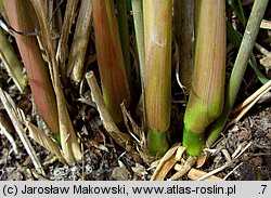 Molinia arundinacea (trzęślica trzcinowata)