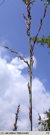 Molinia arundinacea (trzęślica trzcinowata)