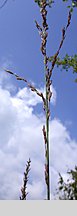 Molinia arundinacea s.str. (trzęślica trzcinowata)
