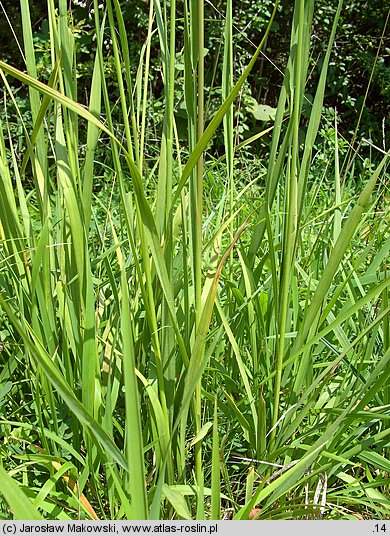 Molinia arundinacea (trzęślica trzcinowata)