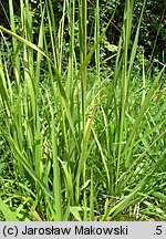 Molinia arundinacea s.str. (trzęślica trzcinowata)