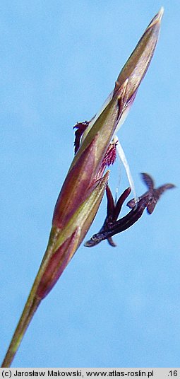 Molinia arundinacea (trzęślica trzcinowata)