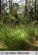 Molinia caerulea