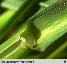 Molinia caerulea agg. (trzęślica modra agg.)