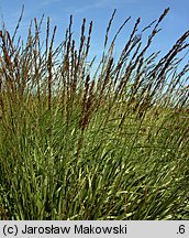 Molinia caerulea s.str. (trzęślica modra)