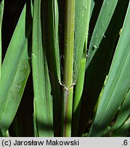 Molinia caerulea s.str. (trzęślica modra)