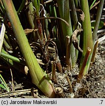 Molinia caerulea s.str. (trzęślica modra)