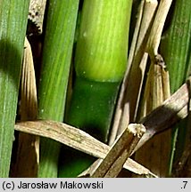 Molinia caerulea s.str. (trzęślica modra)