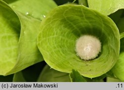 Molucella laevis (gniazdeczka dzwonkowate)