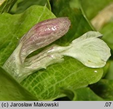 Molucella laevis (gniazdeczka dzwonkowate)