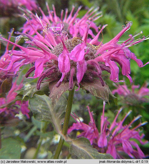 Monarda didyma