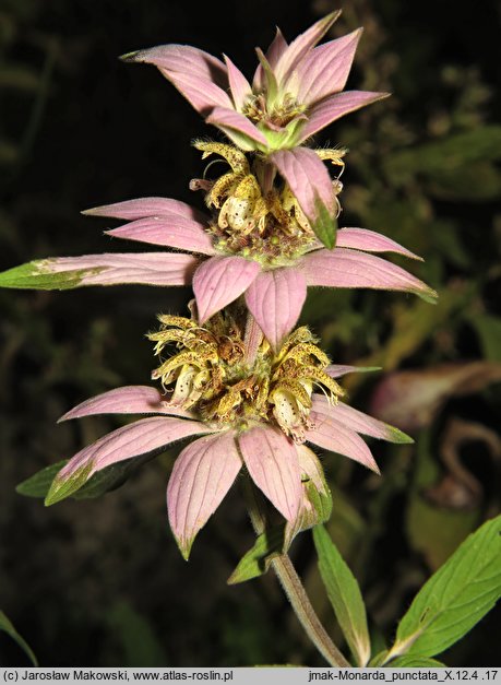 Monarda punctata (pysznogłówka kropkowana)