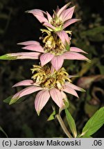 Monarda punctata (pysznogłówka kropkowana)