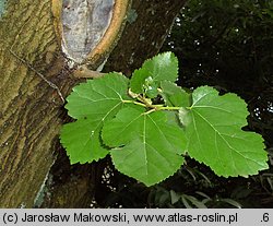 Morus nigra (morwa czarna)