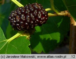 Morus nigra (morwa czarna)