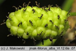 Morus alba (morwa biała)