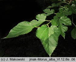 Morus alba (morwa biała)