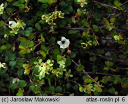 Muehlenbeckia axillaris (muhlenbekia niska)