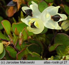 Muehlenbeckia axillaris (muhlenbekia niska)