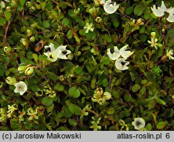 Muehlenbeckia axillaris (muhlenbekia niska)