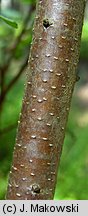 Myrica gale (woskownica europejska)