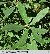 Myrica gale (woskownica europejska)